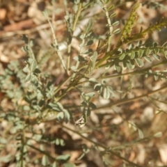 Indigofera adesmiifolia (Tick Indigo) at Garran, ACT - 29 May 2016 by MichaelMulvaney