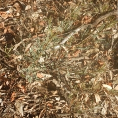 Indigofera adesmiifolia at Garran, ACT - 29 May 2016