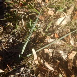 Dianella sp. aff. longifolia (Benambra) at Garran, ACT - 29 May 2016 04:11 PM