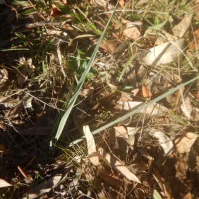 Dianella sp. aff. longifolia (Benambra) (Pale Flax Lily, Blue Flax Lily) at Garran, ACT - 29 May 2016 by MichaelMulvaney