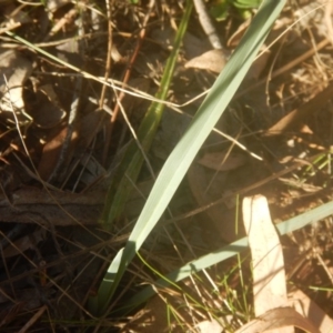 Dianella sp. aff. longifolia (Benambra) at Garran, ACT - 29 May 2016