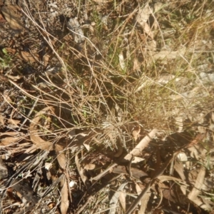 Calotis lappulacea at Garran, ACT - 29 May 2016 04:16 PM