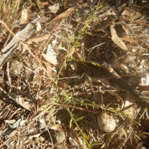 Calotis lappulacea at Garran, ACT - 29 May 2016 04:16 PM