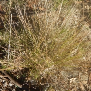 Calotis lappulacea at Garran, ACT - 29 May 2016 04:18 PM