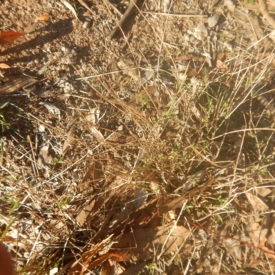 Calotis lappulacea (Yellow Burr Daisy) at Garran, ACT - 29 May 2016 by MichaelMulvaney