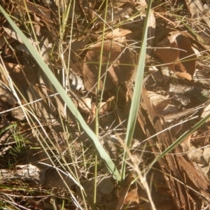 Dianella sp. aff. longifolia (Benambra) at Garran, ACT - 29 May 2016 04:47 PM