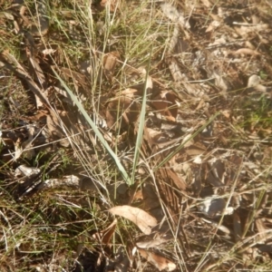 Dianella sp. aff. longifolia (Benambra) at Garran, ACT - 29 May 2016 04:47 PM