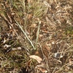 Dianella sp. aff. longifolia (Benambra) at Garran, ACT - 29 May 2016