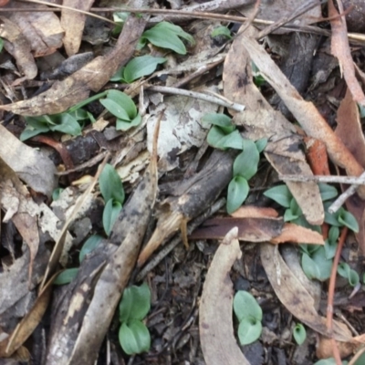 Chiloglottis sp. (A Bird/Wasp Orchid) at QPRC LGA - 30 May 2016 by MattM