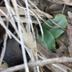 Chiloglottis sp. at Jerrabomberra, NSW - 30 May 2016