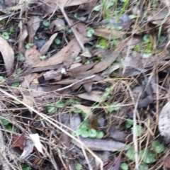 Corysanthes sp. (A Helmet Orchid) at Mount Jerrabomberra QP - 30 May 2016 by MattM