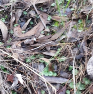 Corysanthes sp. at suppressed - 30 May 2016