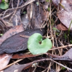 Corysanthes sp. at suppressed - 30 May 2016