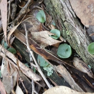 Corysanthes sp. (A Helmet Orchid) at Jerrabomberra, NSW - 30 May 2016 by MattM