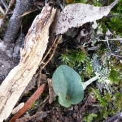 Cyrtostylis reniformis (Common Gnat Orchid) at Mount Jerrabomberra QP - 30 May 2016 by MattM