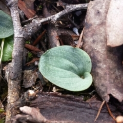 Cyrtostylis reniformis (Common Gnat Orchid) at Mount Jerrabomberra - 30 May 2016 by MattM