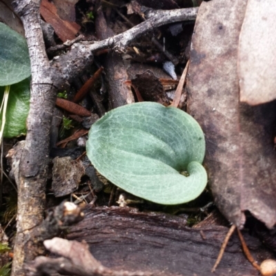 Cyrtostylis reniformis (Common Gnat Orchid) at Mount Jerrabomberra - 30 May 2016 by MattM
