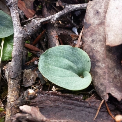 Cyrtostylis reniformis (Common Gnat Orchid) at QPRC LGA - 30 May 2016 by MattM