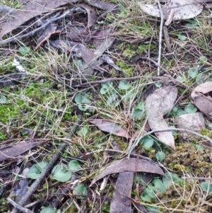 Corysanthes sp. at suppressed - suppressed