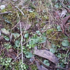 Corysanthes sp. at suppressed - 30 May 2016