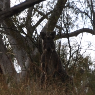 Osphranter robustus (Wallaroo) at Black Mountain - 22 Apr 2016 by MattM