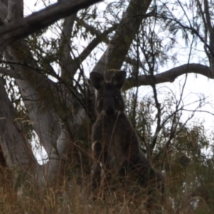 Osphranter robustus at Acton, ACT - 22 Apr 2016