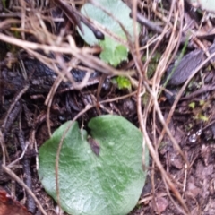 Corysanthes sp. (A Helmet Orchid) at Mount Jerrabomberra QP - 30 May 2016 by MattM