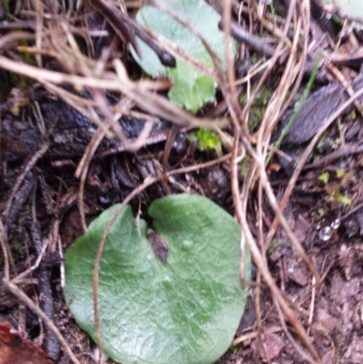 Corysanthes sp. (A Helmet Orchid) at QPRC LGA - 30 May 2016 by MattM