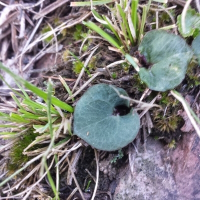 Acianthus sp. (Mayflower Orchid) at Mount Jerrabomberra QP - 30 May 2016 by MattM