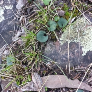 Acianthus sp. at Jerrabomberra, NSW - 30 May 2016