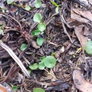 Corysanthes sp. at suppressed - 30 May 2016