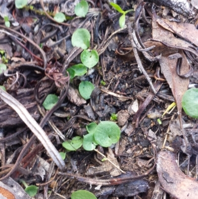 Corysanthes sp. (A Helmet Orchid) at Mount Jerrabomberra QP - 30 May 2016 by MattM