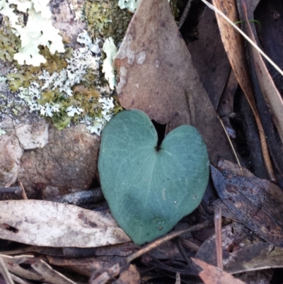 Acianthus sp. (Mayflower Orchid) at Mount Jerrabomberra - 30 May 2016 by MattM