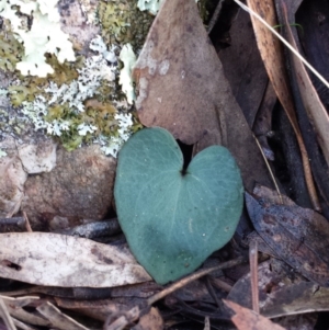 Acianthus sp. at Jerrabomberra, NSW - 30 May 2016