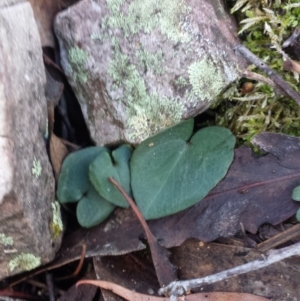 Acianthus sp. at Jerrabomberra, NSW - 30 May 2016