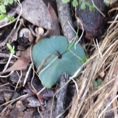 Acianthus sp. at Jerrabomberra, NSW - 30 May 2016