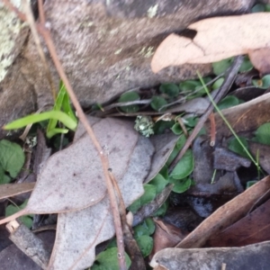 Corysanthes sp. at suppressed - 30 May 2016