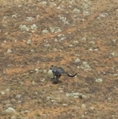 Osphranter robustus robustus (Eastern Wallaroo) at Mount Painter - 24 Apr 2016 by CathB