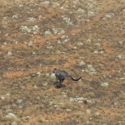 Osphranter robustus robustus (Eastern Wallaroo) at Belconnen, ACT - 24 Apr 2016 by CathB