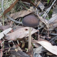 Oudemansiella gigaspora group (Rooting Shank) at Mount Jerrabomberra - 30 May 2016 by MattM