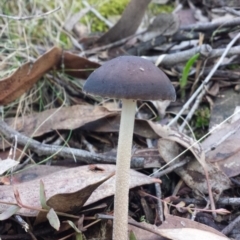 Oudemansiella gigaspora group at Jerrabomberra, NSW - 30 May 2016