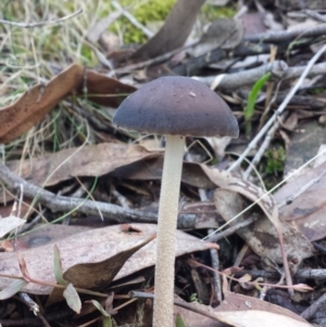 Oudemansiella 'radicata group' at Jerrabomberra, NSW - 30 May 2016