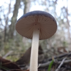 Oudemansiella gigaspora group at Jerrabomberra, NSW - 30 May 2016