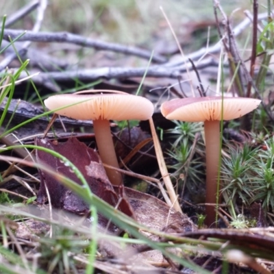 Collybia s.l. at Mount Jerrabomberra QP - 30 May 2016 by MattM