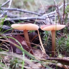 Collybia s.l. at Mount Jerrabomberra - 30 May 2016 by MattM