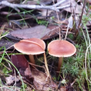 Collybia s.l. at Jerrabomberra, NSW - 30 May 2016