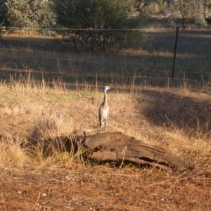 Egretta novaehollandiae at Hackett, ACT - 30 May 2016 12:00 AM