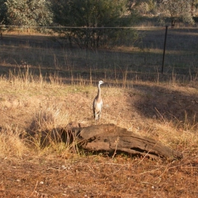 Egretta novaehollandiae (White-faced Heron) at Hackett, ACT - 30 May 2016 by waltraud