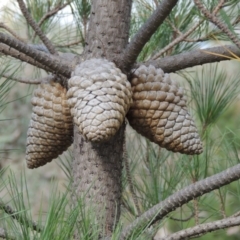 Pinus radiata (Monterey or Radiata Pine) at Tuggeranong Pines - 17 Feb 2016 by michaelb