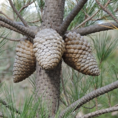 Pinus radiata (Monterey or Radiata Pine) at Tralee, NSW - 17 Feb 2016 by MichaelBedingfield